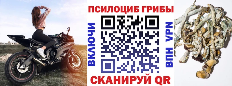 Псилоцибиновые грибы Psilocybine cubensis  Касимов 